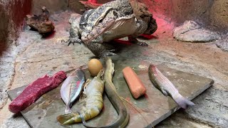 I Cannot Believe My Lizard Ate THAT  Mukbang😳 [upl. by Corrinne]