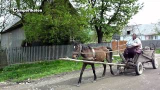 Paard en Wagen Roemenië [upl. by Ary]