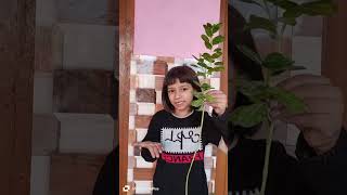 PARTS OF PLANTS GRADE 2 EVS☘️🍀🌵🌳 BY INAAYA MALIK🌲🌳🌴🪴 [upl. by Annauqal]