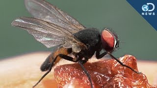 What Makes Flies The Greatest Flyers [upl. by Dona]