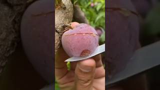 RED Plum fruit asmr cutting on tree shorts asmr food [upl. by Warila312]