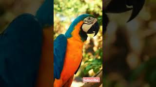 Macaw parrot parrot rareanimal cuteanimal animation aninallover explore [upl. by Ernaldus792]