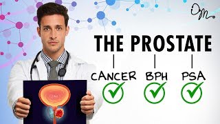 WHAT IS THE PROSTATE  BPH  Cancer  PSA  More  Doctor Mike [upl. by Nitsreik]