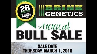 2018 Brink Fleckvieh Simmental Bull Sale Lots 700738 [upl. by O'Meara766]