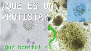 ¿Qué es un protista ¿Ya no son un reino  Deinospalaios curiosidades prehistóricas [upl. by Ambie556]