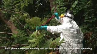 Giant Hogweed Removal [upl. by Aneeroc]