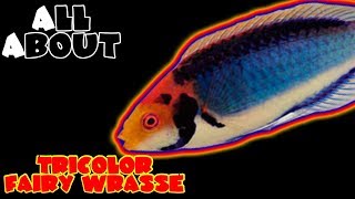 All About The Tricolor Wrasse or Red Head Solon Fairy Wrasse or Solar Fairy Wrasse [upl. by Durer454]