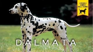 IL DALMATA trailer documentario [upl. by Hinch]