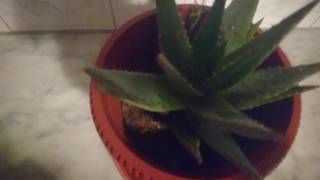 الالويفيرا اقوى مرهم لعلاج الحروق والاثار والندبات 👍 aloe vera gel [upl. by Eulalia]