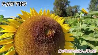 RUCHMOND SUNFLOWER FESTIVAL 2024 PART TWO travelvlog vancouvercanada  dimplesjose justenjoylife [upl. by Matthaeus]