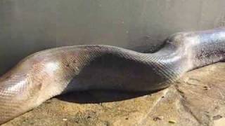 Giant Snake found at a water treatment plant [upl. by Olshausen]