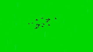 Bird Flying Green Screen Video [upl. by Dhar82]