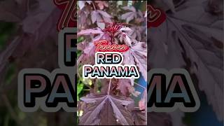 Tanaman Hias RED PANAMA [upl. by Patricia715]