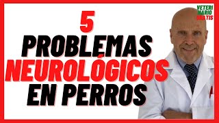 5 Problemas Neurológicos en Perros 🔴 Ataxia Síndrome Vestibular y de Wobbler Ictus Demencia Senil [upl. by Aguste]