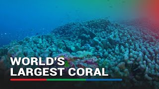 Worlds largest coral discovered in Solomon Islands  ABS CBN News [upl. by Irol380]