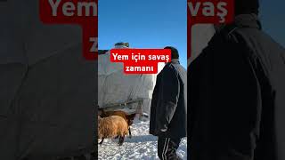 Erzurumun Dadaş Morkoyunu farming cow bakım automobile animals simental inek besleme farm [upl. by Yelak576]