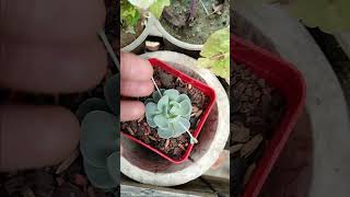 Chinese dunce cap succulent gfscience [upl. by Suiravaj]