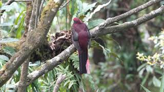 Wards Trogon  Mishmi hills  NorthEast Birding Tours  Rohit Nayal ❣️ [upl. by Shaine]