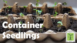 How to separate and plant out seedlings grown in trays [upl. by Pazit]