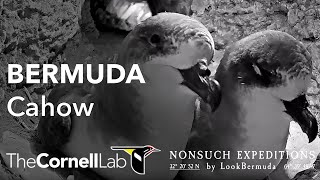 Endangered Bermuda Petrels Live CahowCam Burrow 1  Nonsuch Expeditions  Cornell Lab [upl. by Taber]