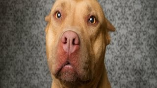 Why Are Pit Bulls Banned How Media Hysteria Fueled Stupid Laws [upl. by Ahsehyt]