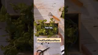 Grow Your Kitchen Herbs Your Own diy kitchen herbs help shorts [upl. by Alenoel]