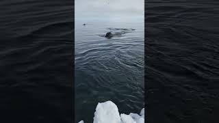 Bowhead whale on the edge [upl. by Eintruoc762]