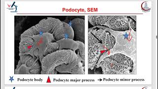 Practical Histology  Genitourinary Module [upl. by Mahau439]