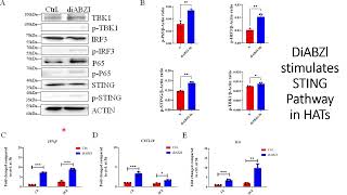 DiaBZl stimulates sting signaling pathways in High Affinity engineered T cells HATs Code 701 [upl. by Nirrok]