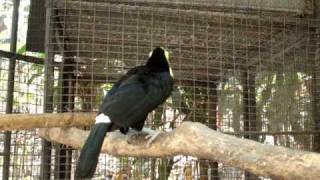 Canto del Tucan Parque Zoologico Nacional de El Salvador [upl. by Lucien]