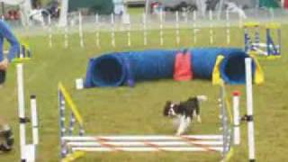 Cavalier King Charles Spaniel in DOG AGILITY [upl. by Noside956]