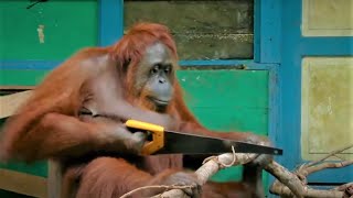 Incredible Orangutan Moments Part 1  Top 5s  BBC Earth [upl. by Aihsele411]