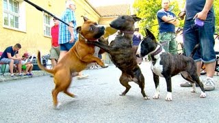 Staffordshire Bullterrier GBF Clubschau 2013 Part 1 Males [upl. by Elleon]