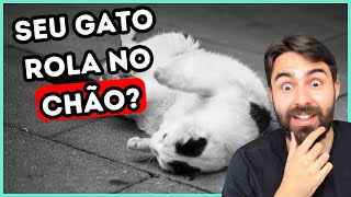 É POR ISSO Que Seu Gato Dá CAMBALHOTA No Chão Quando TE VÊ [upl. by Aitsirt478]