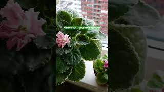 фиалки saintpaulia 23102024 саднабалконе растения plants цветы gardenbalkon сенполия [upl. by Karolyn872]