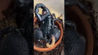 emperor scorpion feeding time ❤ shorts [upl. by Sedaiuqlem]