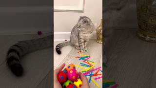 Mila the cat ball stick 🌈💖 cat episode 582 shorts reversevideo cat [upl. by Sidoon]