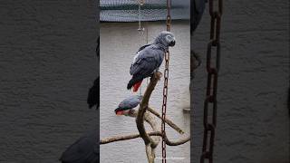 Grey parrot Psittacus erithacus  Graupapagei Tierpark  Birkenheide [upl. by Renie511]