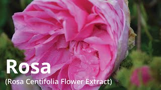 Rosa Rosa Centifolia Flower Extract [upl. by Atiluap]