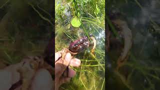 Feel so Exited to Catch CRAB in the water with beautiful nature views  crab nature beautifulview [upl. by Hsizan]