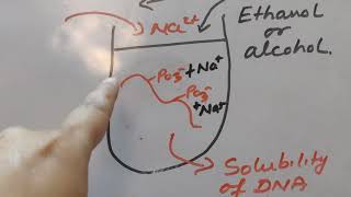 Basics of DNA Isolation Hindi [upl. by Gayel]