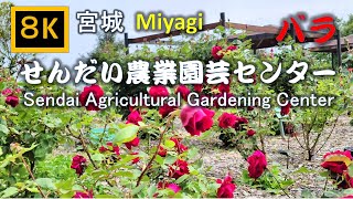 【8K】せんだい農業園芸センター バラ Sendai Agricultural Gardening Center Rose [upl. by Keligot682]