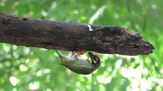 Coppersmith barbet Digging Nest Hole on Tree  Coppersmith barbet [upl. by Yznel]