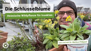 Die Schlüsselblume  Heimische Wildpflanze für Bienen Wildbienen Raupen und andere Insekten [upl. by Eilrahc172]