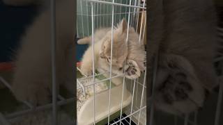 2 month old kitten cat sleeping with a funny pose [upl. by Bokaj17]