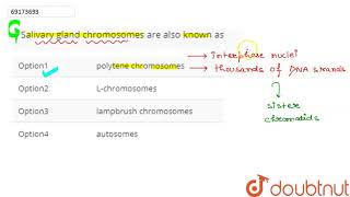 Salivary gland chromosomes are also known as [upl. by Esahc]