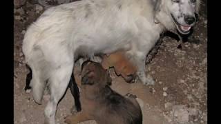 Le sauvetage dune chienne et ses bébés en Guadeloupe [upl. by Rob]