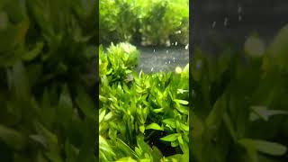 HYGROPHILA CORYMBOSA PARAWITOTA RUGGED Aquarium Plant For Sale [upl. by Ynnoj957]