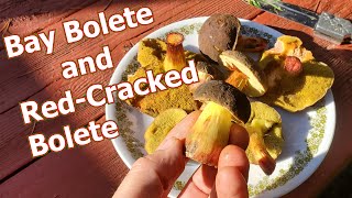 Bolete Mushrooms Fast and Simple Roast [upl. by Phenice]