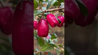 💥இந்த செடியை நீங்க பார்த்து இருக்கீங்களா 🤯🤯 Lilly Pilly Fruit Plant🥳 shorts fruits [upl. by Hasen]